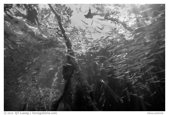 Looking up juvenile fish and mangrove from under water. Biscayne National Park (black and white)