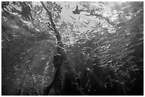 Looking up juvenile fish and mangrove from under water. Biscayne National Park ( black and white)