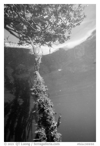 Mangrove root and leaves from under water. Biscayne National Park (black and white)