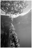 Mangrove root and leaves from under water. Biscayne National Park ( black and white)