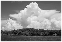 Cumulonimbus clouds above Elliot Key mangroves. Biscayne National Park ( black and white)