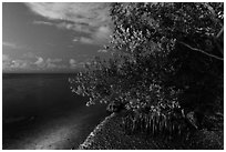 Mangroves and Biscayne Bay at night, Convoy Point. Biscayne National Park, Florida, USA. (black and white)