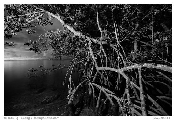 Mangrove tree branches at night, Convoy Point. Biscayne National Park (black and white)