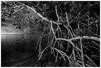 Mangrove tree branches at night, Convoy Point. Biscayne National Park ( black and white)