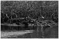 Bird amongst mangroves. Biscayne National Park, Florida, USA. (black and white)