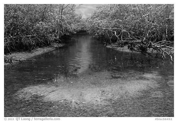 Stream lined up with mangroves. Biscayne National Park (black and white)