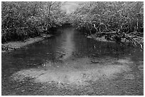 Stream lined up with mangroves. Biscayne National Park ( black and white)