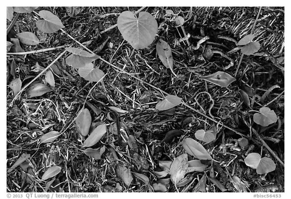 Fallen mangrove leaves, beached seagrass. Biscayne National Park (black and white)