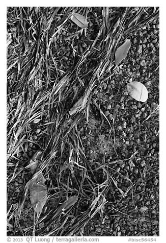 Beached seagrass, mangrove leaves, and gravel. Biscayne National Park (black and white)