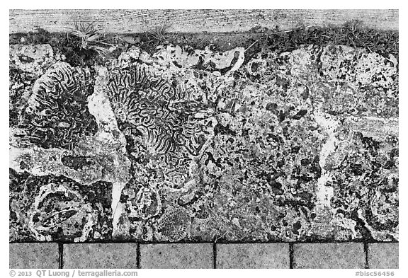 Coral rock used as pavement, Convoy Point. Biscayne National Park (black and white)
