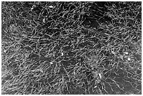 Underwater sea grass and fallen mangrove leaves. Biscayne National Park, Florida, USA. (black and white)