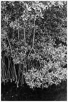Mangrove roots and leaves. Biscayne National Park, Florida, USA. (black and white)
