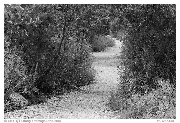 Trail, Convoy Point. Biscayne National Park (black and white)