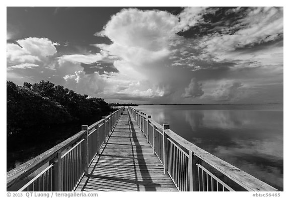 Boardwalk and mangroves, Convoy Point. Biscayne National Park (black and white)