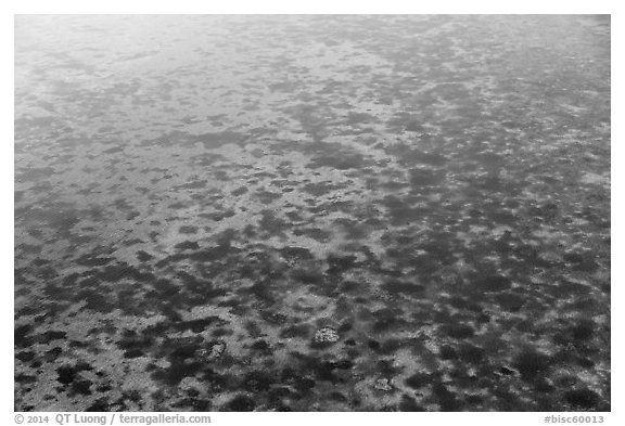 Aerial view of seagrass in Biscayne Bay. Biscayne National Park (black and white)