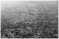 Aerial view of seagrass in Biscayne Bay. Biscayne National Park ( black and white)