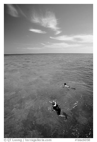 Snorkelers over a coral reef. Biscayne National Park (black and white)
