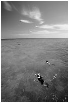 Snorkelers over a coral reef. Biscayne National Park ( black and white)