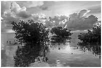 Mangroves and Atlantic Ocean, Boca Chita Key. Biscayne National Park ( black and white)