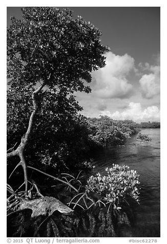 Tall mangrove tree, Swan Key. Biscayne National Park (black and white)