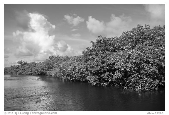 Shore with mangroves, Swan Key. Biscayne National Park (black and white)