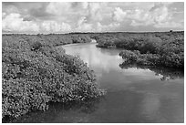 Narrow creek. Biscayne National Park ( black and white)