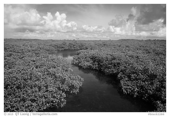 Channel in mangrove forest. Biscayne National Park (black and white)