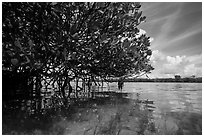 Mangrove and reflections in glassy water. Biscayne National Park ( black and white)