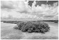 Mangrove islet, Linderman Key. Biscayne National Park ( black and white)