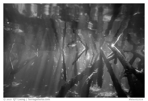 Underwater view of roots of mangroves, Convoy Point. Biscayne National Park (black and white)