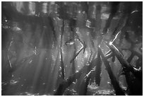 Underwater view of roots of mangroves, Convoy Point. Biscayne National Park ( black and white)