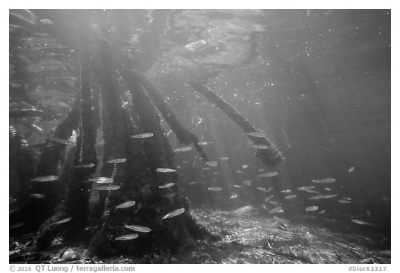 Underwater view of fish and mangrove roots, Convoy Point. Biscayne National Park (black and white)