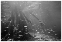 Underwater view of fish and mangrove roots, Convoy Point. Biscayne National Park ( black and white)