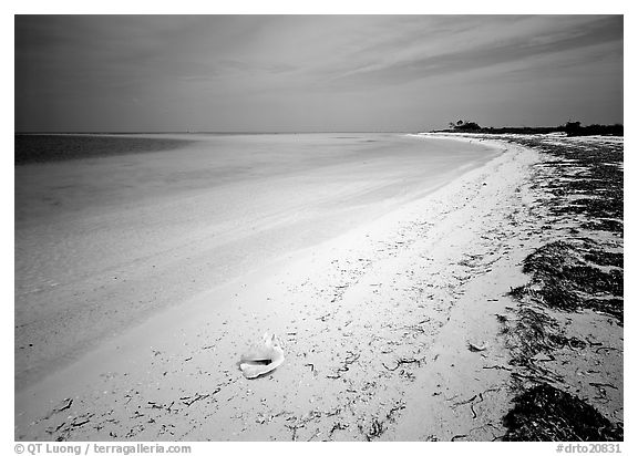 Conch shell and beach on Bush Key. Dry Tortugas  National Park (black and white)