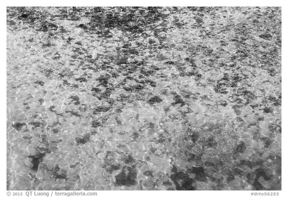 Close-up of reef and sand from above. Dry Tortugas National Park (black and white)
