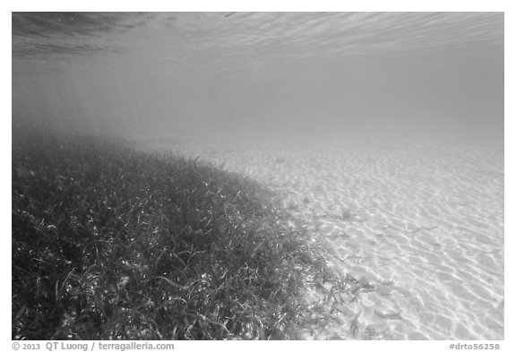 Underwater view of seagrass and sand, Garden Key. Dry Tortugas National Park (black and white)