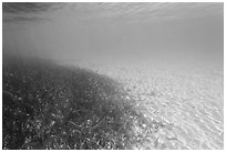 Underwater view of seagrass and sand, Garden Key. Dry Tortugas National Park ( black and white)