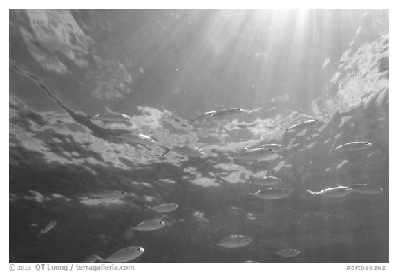 Tropical fish (Blue Runners) and sunrays, Garden Key. Dry Tortugas National Park (black and white)