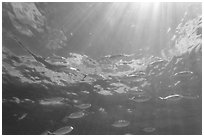 Tropical fish (Blue Runners) and sunrays, Garden Key. Dry Tortugas National Park ( black and white)
