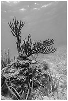 Gorgonia Coral head and Cocoa Damsel fish, Garden Key. Dry Tortugas National Park ( black and white)