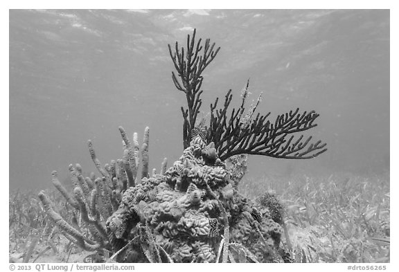 Coral and seagrass, Garden Key. Dry Tortugas National Park (black and white)