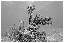 Coral and seagrass, Garden Key. Dry Tortugas National Park ( black and white)