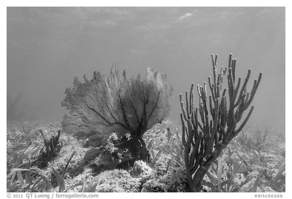 Fan coral and Sea Rod, Garden Key. Dry Tortugas National Park (black and white)