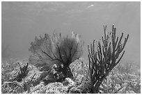 Fan coral and Sea Rod, Garden Key. Dry Tortugas National Park ( black and white)