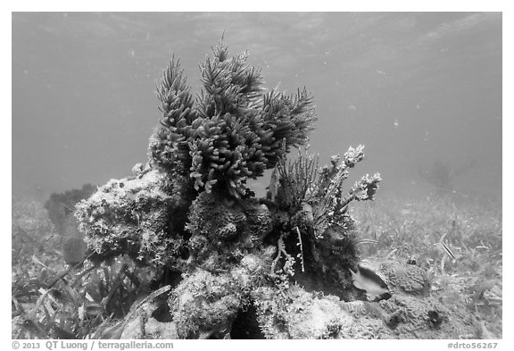 Sea Plume Corals and juvenile Cocoa Damsel, Garden Key. Dry Tortugas National Park (black and white)