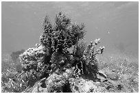 Sea Plume Corals and juvenile Cocoa Damsel, Garden Key. Dry Tortugas National Park ( black and white)