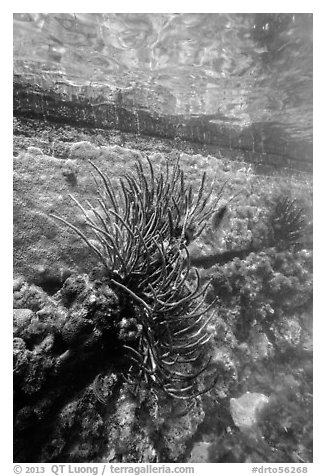 Coral outside Fort Jefferson moat. Dry Tortugas National Park (black and white)