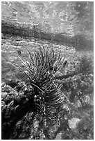 Coral outside Fort Jefferson moat. Dry Tortugas National Park, Florida, USA. (black and white)