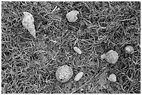 Hermit crabs and palm tree nuts. Dry Tortugas National Park, Florida, USA. (black and white)