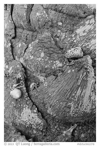 Hermit crabs at the base of palm tree, Garden Key. Dry Tortugas National Park (black and white)